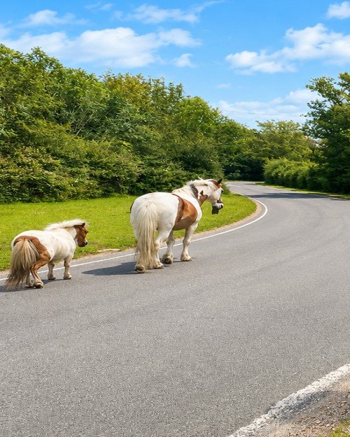 Runners at the New Forest Half Marathon and 10K in Hampshire
