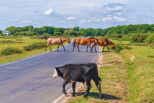 Ponies and cattle crossing a road in the New Forest